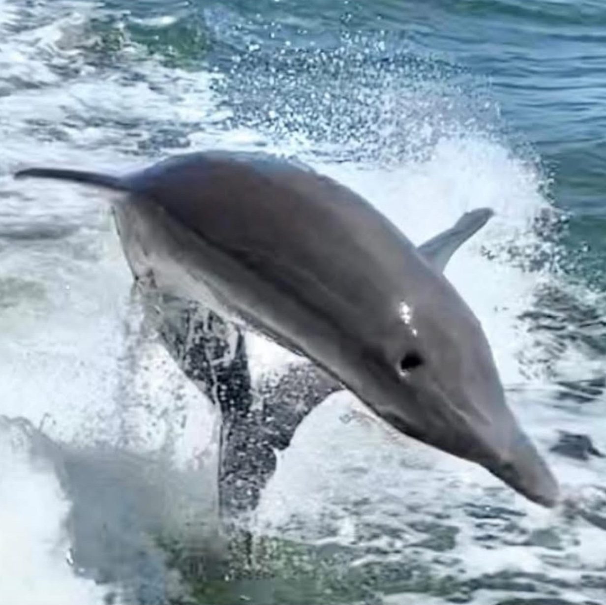 Anna Maria Islands Local Dolphins