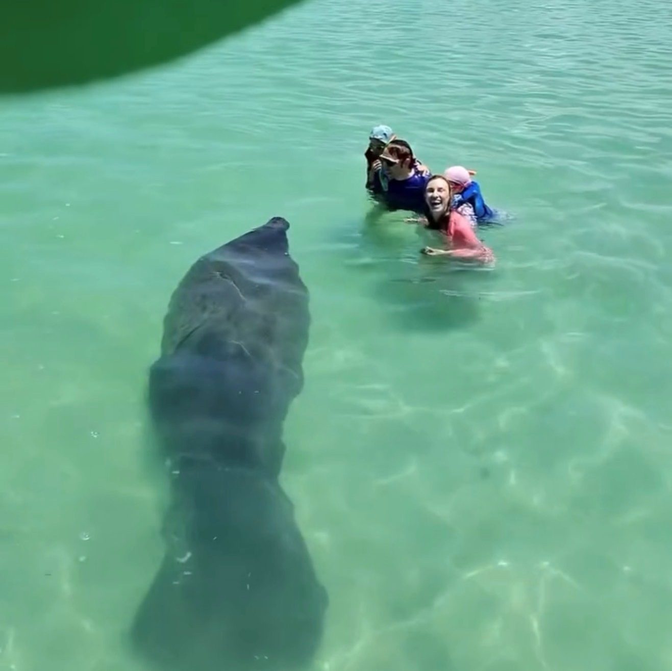 Anna Maria Island Local Manatee